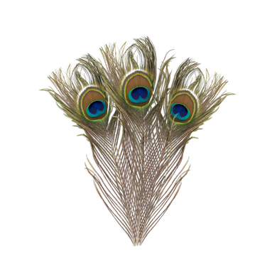 Plumes de Paon décorative