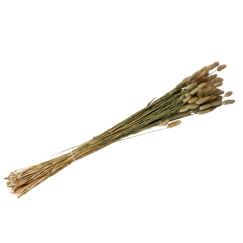 Bouquet de Lagurus